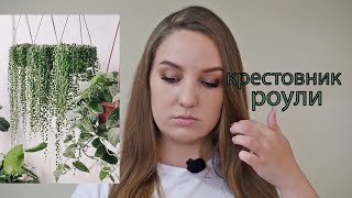 видео: Крестовник роули. Вариегатность. Размножение. Уход. картинка: Крестовник роули. Вариегатность. Размножение. Уход.