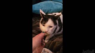 Cute Videos From Reddit