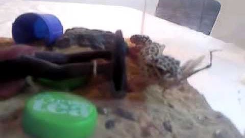 Leopard Gecko VS Grasshopper