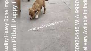 Exotic Red Nose American Pitbull Puppy For Sale In India. 9350926445