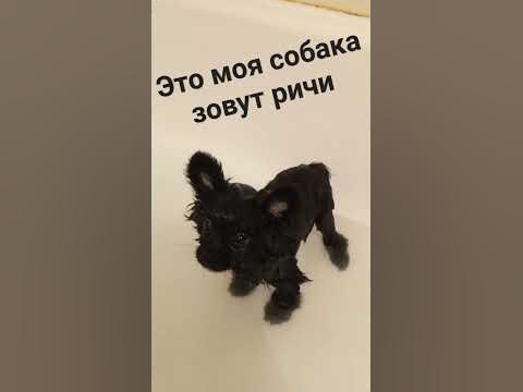 мою собаку зовут Ричи а у вас есть домашнее животное - YouTube