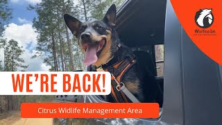 We're Back...at Citrus WMA