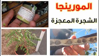 المورينجا الشجرة المعجزة، طرق زراعتها و اكثارها و فوائد المورنغا moringa