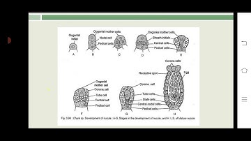 B.Sc Part I, Chara - Reproduction And Development of Sex Organs