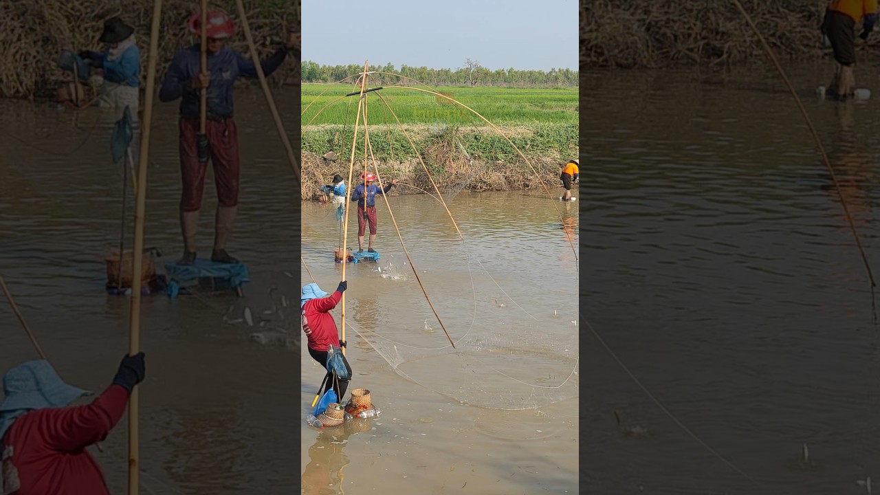 นึกว่ายกยอปลาน้ำแดง ปลาขาวโดดเต็มสะดุ้งเลย #fishing #คลิปยกยอ #ยกสะดุ้งปลาขาว