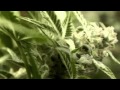 Morodo - Fumo Marihuana Video Oficial 2013
