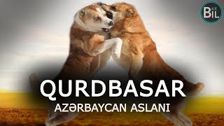 Qurdbasar Yoxsa Kangal Alabay? Digər Itlərlə Muqayisə Edirlər Nəhəng Və Göstərişli 