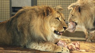 The lion cub yawns and then eats beef and chicken.