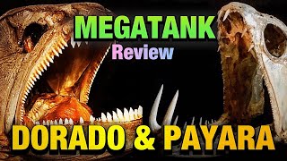 REVIEW 2 PREDATOR FISH IN MEGATANK AQUARIUM  PAYARA & GOLDEN DORADO