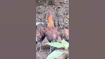 gà rừng tơ cực đẹp trai.qaib qus zoo nkauj heev li nawb/Hlau youtube