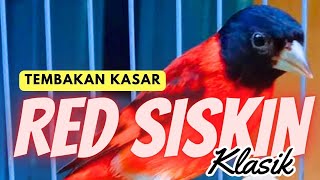 RED SISKIN klasik JANTAN GACOR 📢 MASTERAN & PANCINGAN BUNYI RED SISKIN