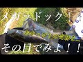 ベイトタックル初心者がメガドックでシーバスを狙う！！【シーバスフィッシング】