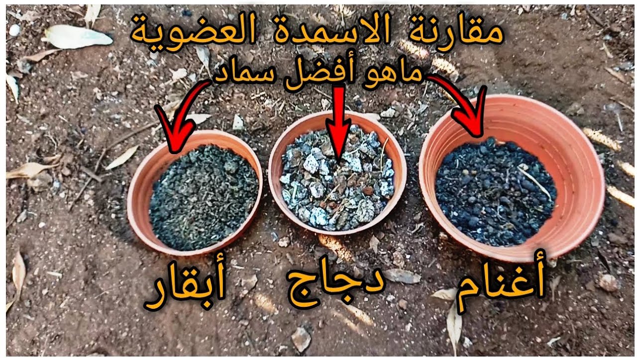 نتيجة مقارنة الاسمدة الاعضوية صادمةجدا🤯 لن تصدق من هو/افضل سماد عضوي/الابقار الدجاج ام الاغنام