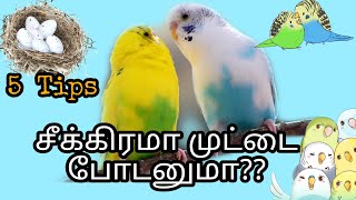 Tips for laying eggs quickly for budgies in Tamil / எப்படி Lovebirdsயை சீக்கிரமே முட்டை போட வைப்பது