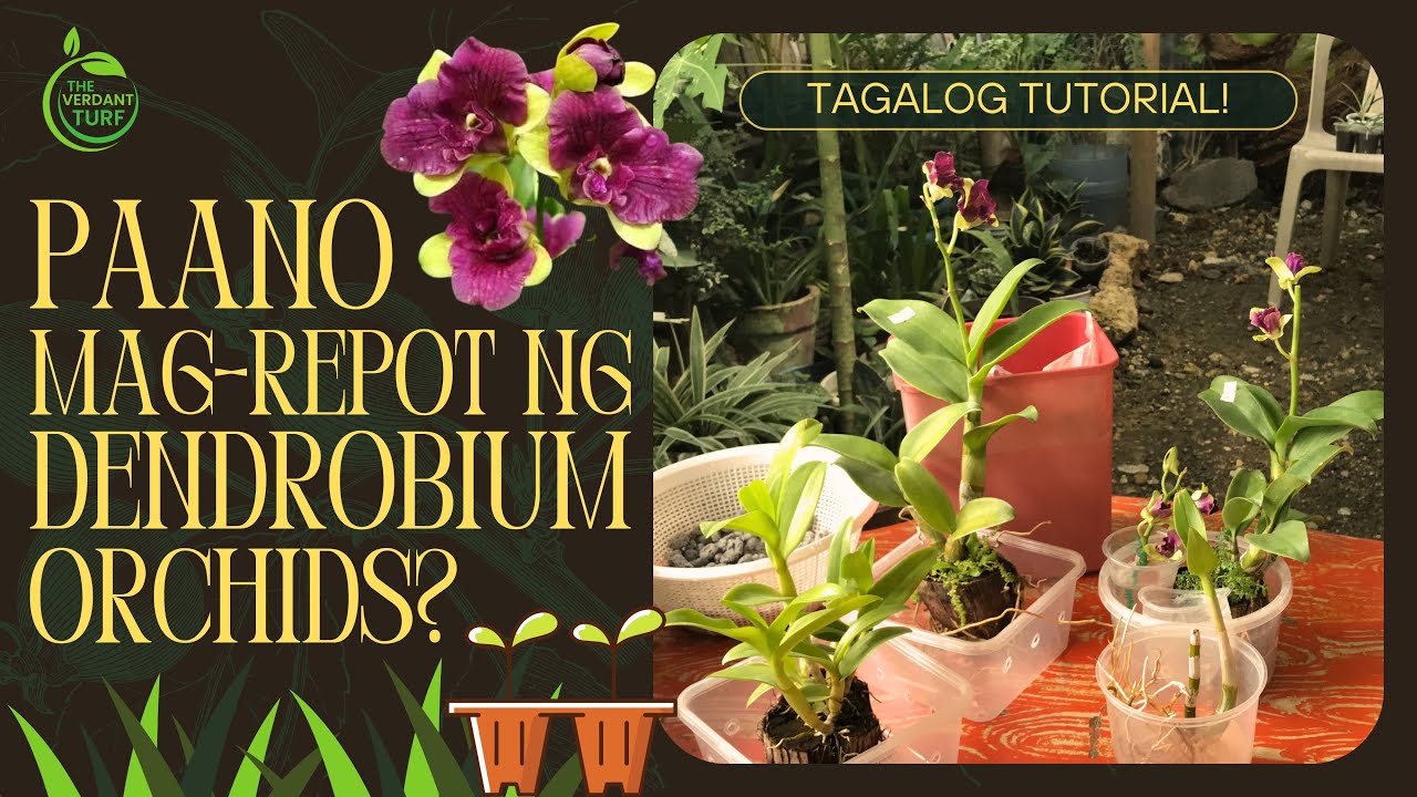 Paano Mag Repot ng Dendrobium Orchids | Tagalog Tutorial on How I Repot My Dendrobiums