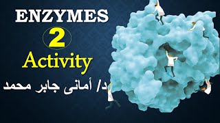 factors affecting enzyme activity (part 2)  العوامل المؤثرة على سرعه التفاعل الإنزيمى د/ أمانى جابر