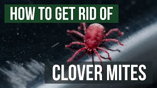 How to Get Rid of Clover Mites (4 Easy Steps)