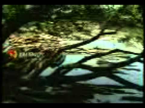 neelavaninnu kairali