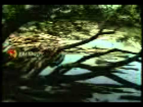 Kairali Tv Theme Song   Neelavaninnu Keezhilayi3gp