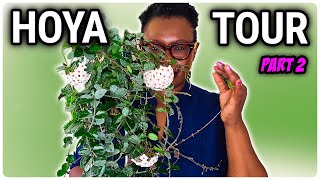 Hoya Plant Tour - Unveiling My Extensive Collection Part 2 by The Leca Queen 3,041 views 2 months ago 33 minutes
