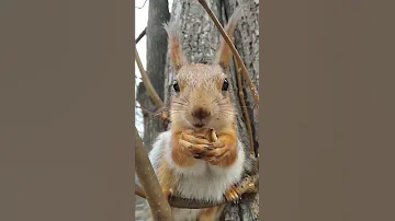 Забавная белка, похожая на кузнечика / Funny squirrel that looks like a grasshopper