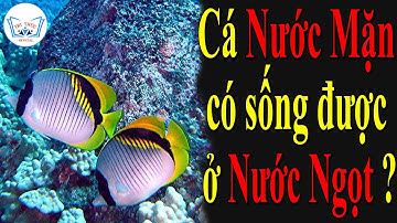 Cá nước Mặn có thể sống trong nước Ngọt không? | TRI THỨC Official