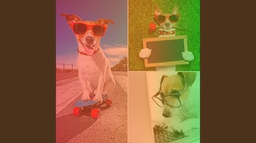 Pulsating Ambience for Puppy Play Dates