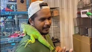 Mumbai Cheap pet 🐕 Market 2023 | Pet Market Mumbai | Crawford Market || Iguana,American grey, birds