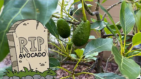 3 BIG MISTAKES GROWING FRUIT TREES