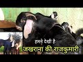 इंजीनियर का जखराना गोट फार्म | jakharana goat | yadav goat farm nimrana | pkraj vlogs