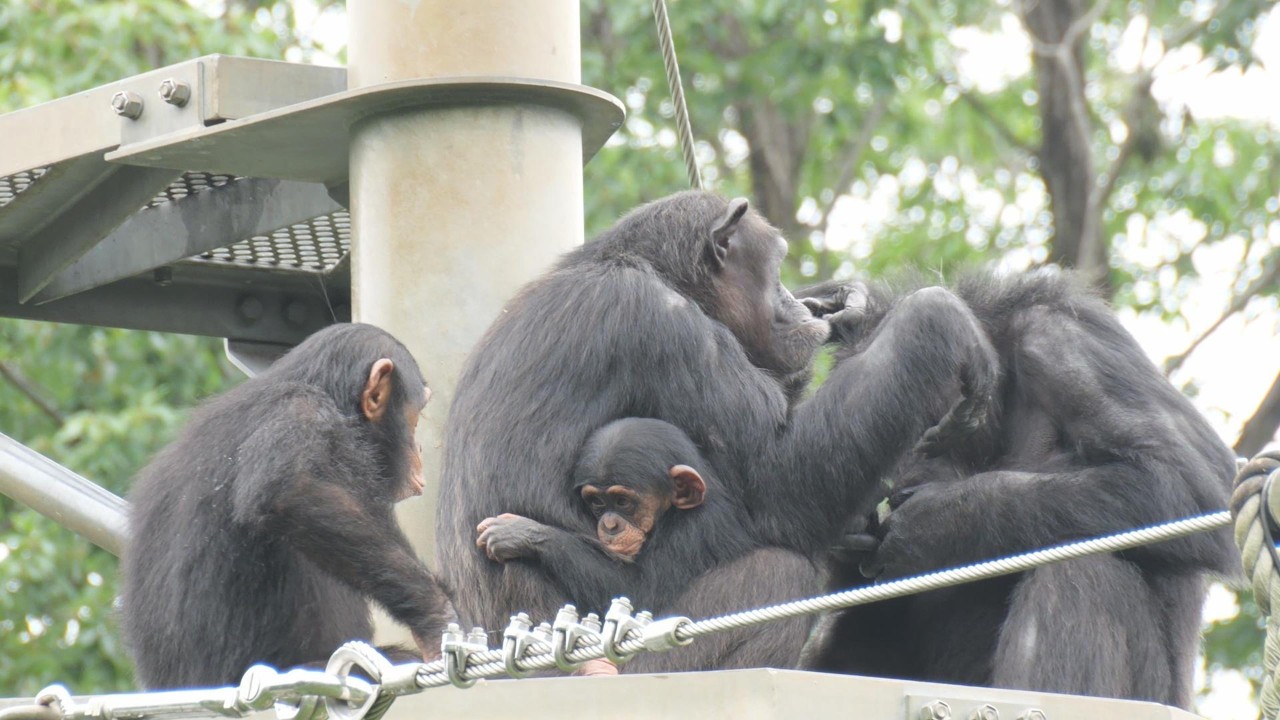 Sakura really has changed, hasn't she? Tama Zoo takes the lives of
