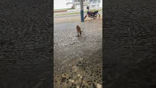 #humor #modapet #cachorro #petsfofinhos #funny #fofurinhasdali #animals