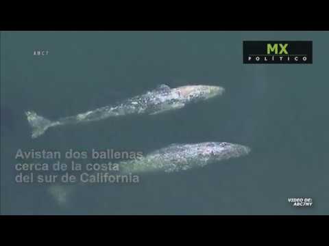 Avistan dos ballenas cerca de la costa del sur de California - YouTube