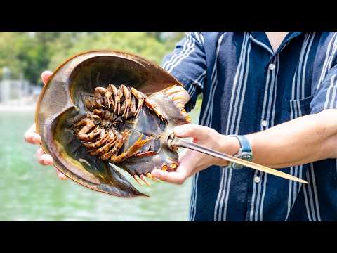 おらぁああ！！！野生の巨大カブトガニ！！！！！