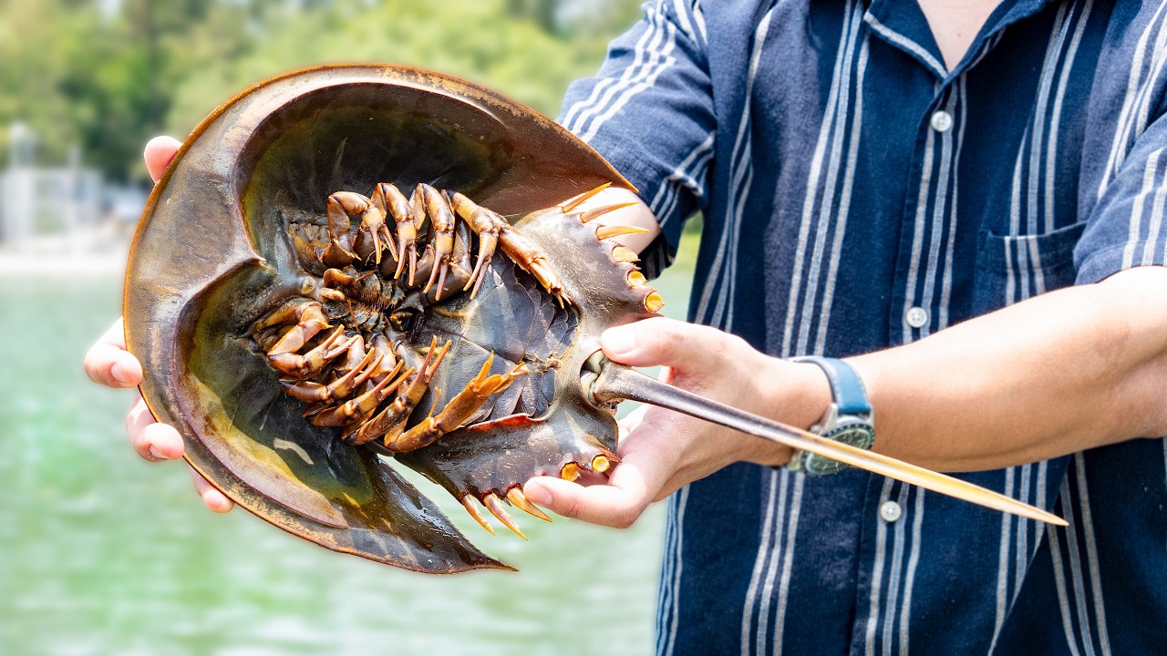 おらぁああ!!!野生の巨大カブトガニ!!!!!