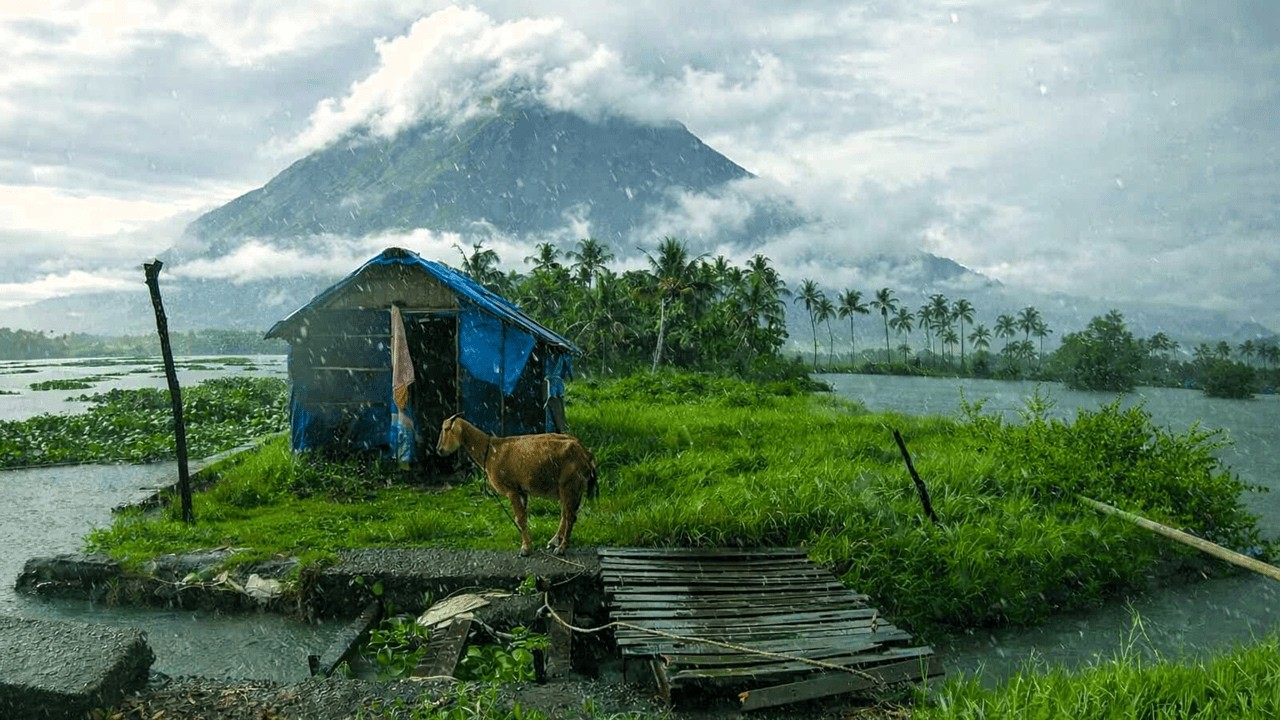 Refreshing Walk in Heavy Rain at My Village Rice Fields | ASMR Rain Sounds for Deep Relaxing Sleep