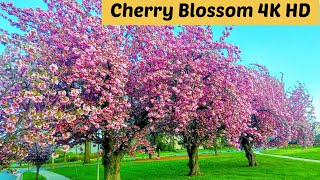 Japanese Cherry Blossom 4K Walk Video Prunus Serrulata Cherry Blossom Milanspring Flower