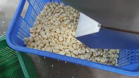 BL30 garlic color sorter sorting garlic