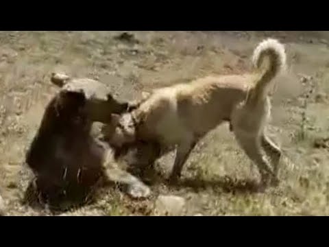 Kangal Dog vs Bear in real Fight | Livestock Guardian dog in Action