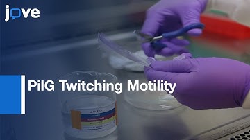 Twitching Motility and characterization of PilG | Protocol Preview
