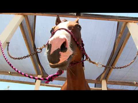 funniest-horse-chomping-and-making-raspberry-(fart)-sounds-with-his-mouth!