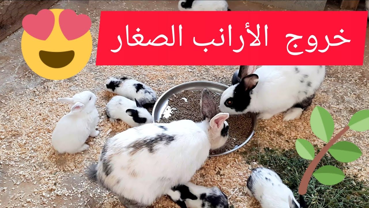 طريقة تقديم بقايا الخضار و النباتات 🌿 للأرانب 🐇 و خروج الصغار لأول مرة 😍⛺