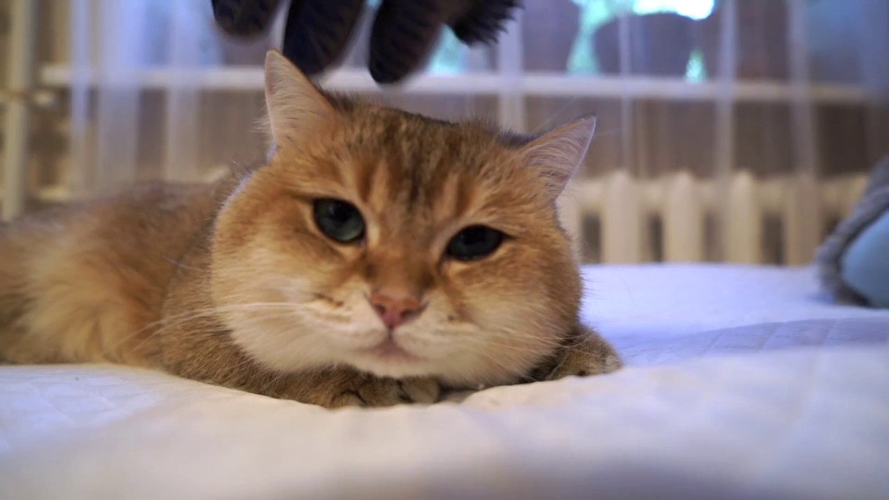 NO MORE CAT Hair all over the house - YouTube