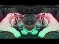 Benny Benassi & SOFI TUKKER - Everybody Needs A Kiss (Official Video) [Ultra Music]