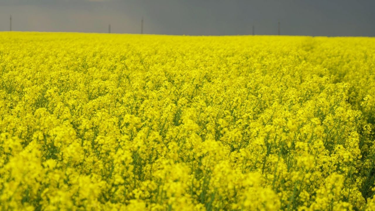 Cultură de rapiță spectaculoasă cu protocolul Daymsa