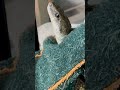 脱皮したてのヘビが大暴れしまくってます！！！！！