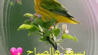 يسعد هالصباح    2018    Fadia