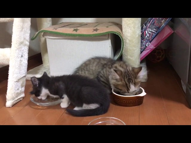 美味しそうにご飯を食べる子猫たちに癒される