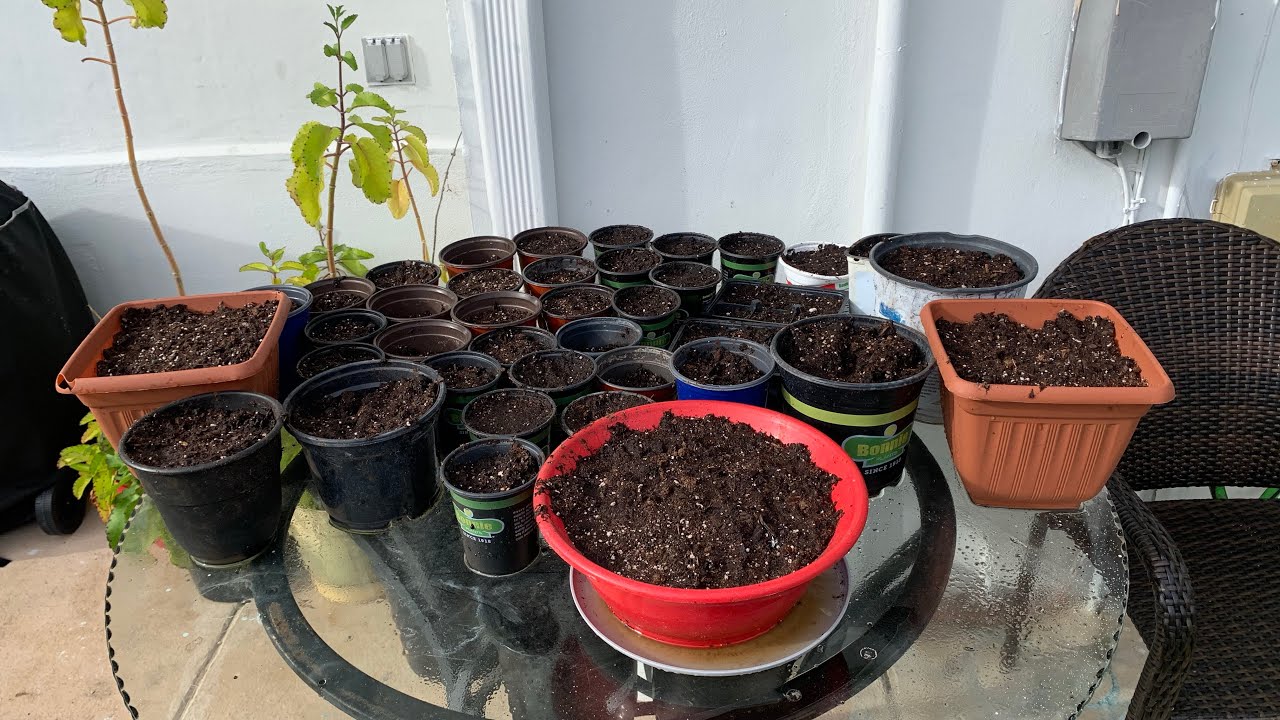 Planting Vegetable Seeds Part 2 South Florida Garden YouTube