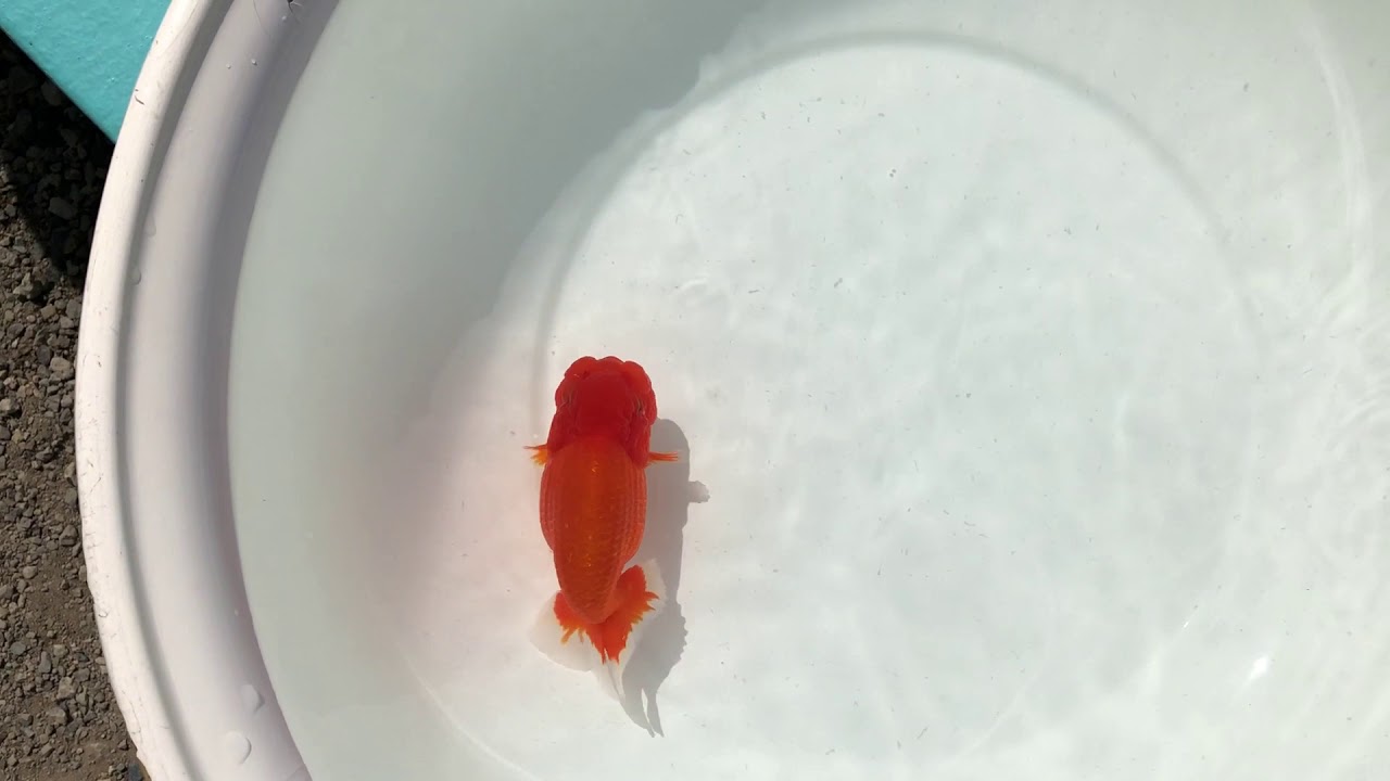 camera iphone 8 plus apk NO,1555